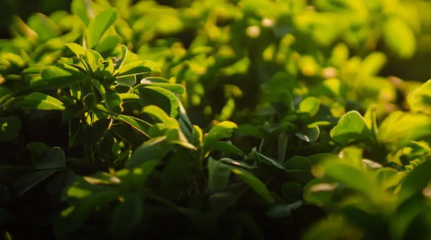 Alfalfa and forage raw materials for feed and biomass pellets
