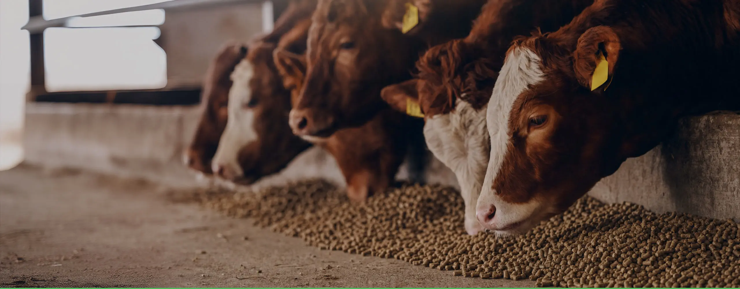 Livestock and poultry feed pellet mill - multi-purpose machine
