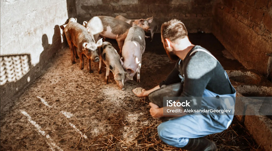 Livestock feed pellets for pigs and omnivorous animals from feed pellet machine