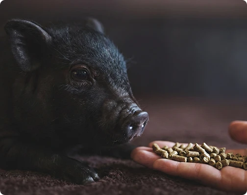 Livestock feed pellets for pigs, rabbits and dogs made by feed pellet mill