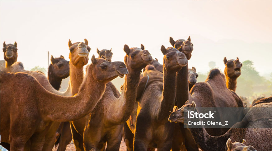 Ruminant feed pellets for camels, cattle and sheep produced by feed mill