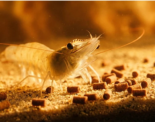 Sinking shrimp feed pellets produced by aquatic feed extruder