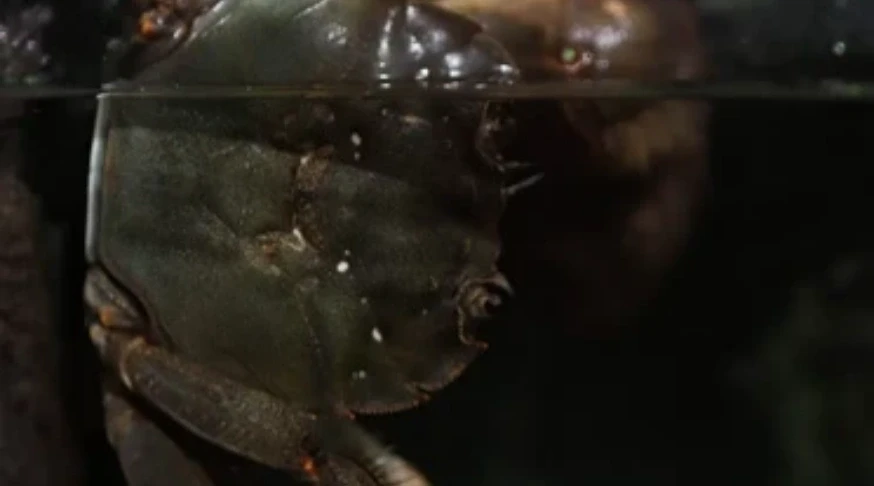 aquatic crab feed production line