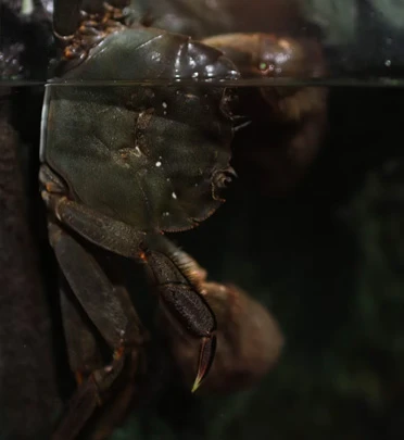 aquatic crab feed production line