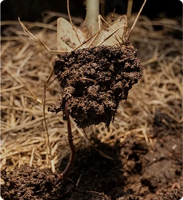 organic fertilizer pellets made from horse manure