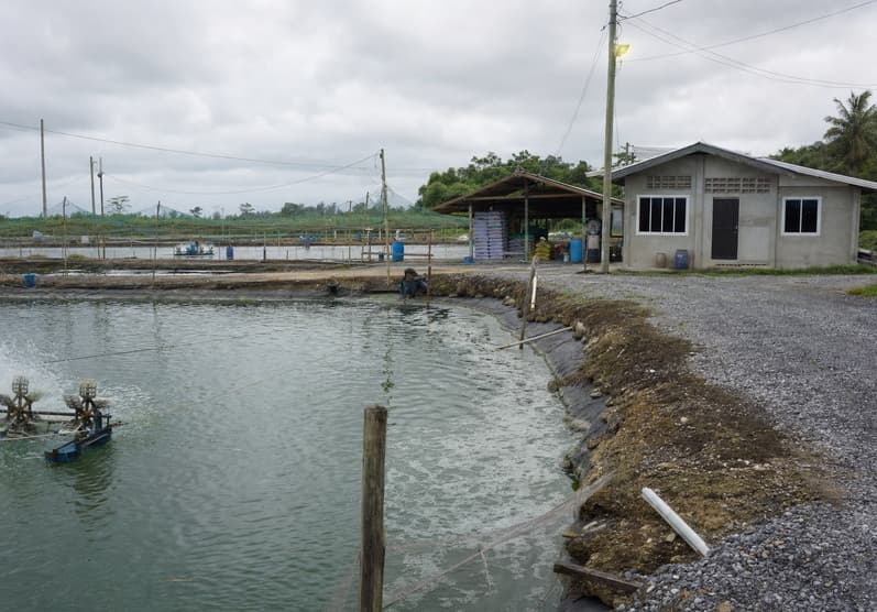 Automated  fish farming cooperatives