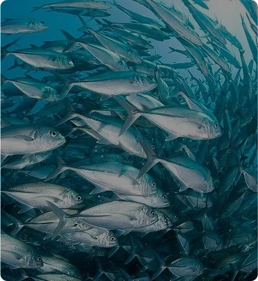 floating fish feed used for tilapia and seabass