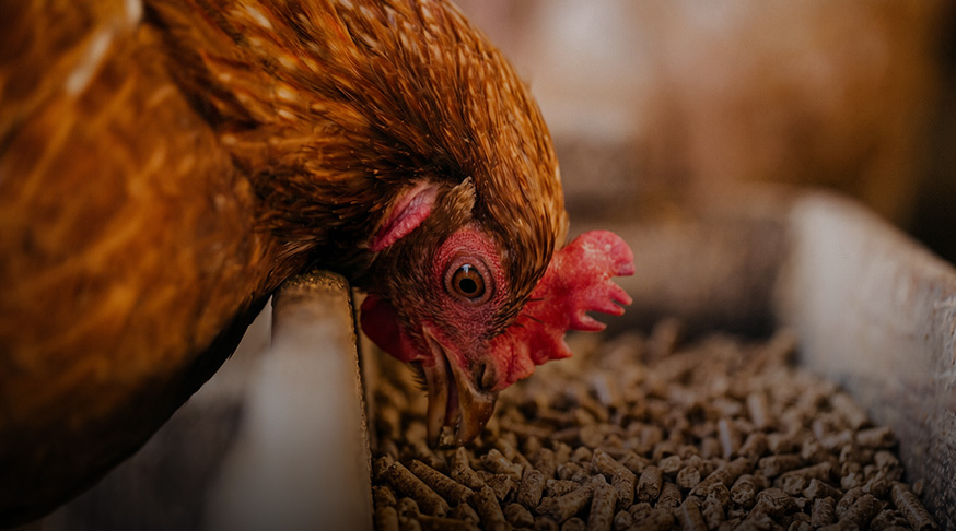 Poultry feed pellets for chicken and duck made by feed pellet mill
