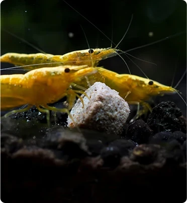 feed for shrimp, crayfish, and prawns