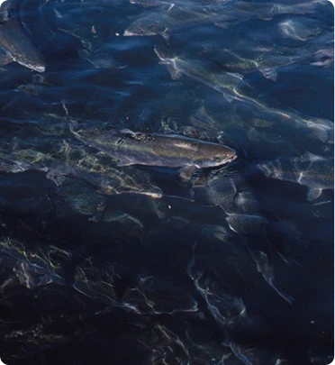 sinking fish feed used for carp and crucian carp
